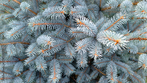 Blue spruce tree branches with silver blue needles creating a dense evergreen natural background texture, symbolizing resilience, freshness, and the winter season