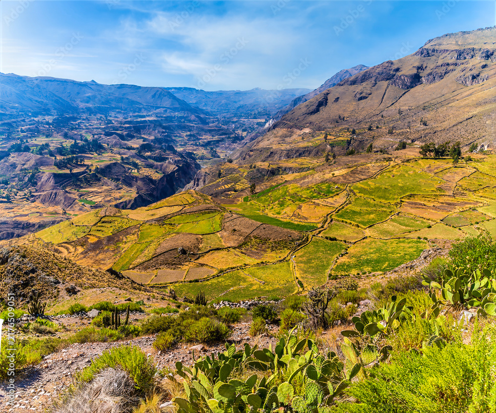 Obraz premium A view down over agricultural terraces in the valley of the Colca Canyon in the Andes of Peru in the morning