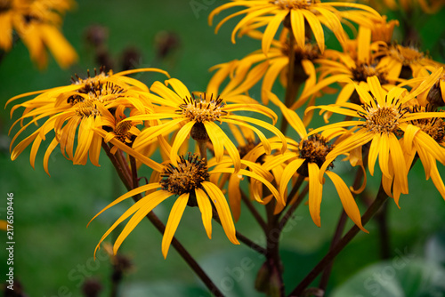 Foto Blooming yellow leopard plant, Ligularia dentata in sumer garden