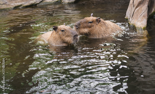 Foto Capybara swimming in a pool at a zoo in Florida