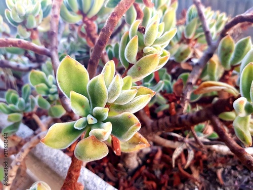 Vibrant Fuzzy Succulent Plant Closeup