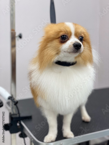 Cute Pomeranian spitz dog standing on grooming table during pet care session