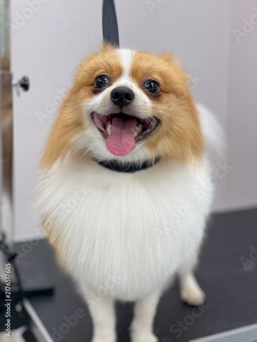 Cute happy Pomeranian spitz dog standing on grooming table with tongue out