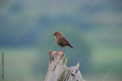Картината върху платно Photograph of a wild female Ant-eating chat bird, also known as a Swartpiek, standing alert on a rustic wooden stump in the mist-belt grasslands of the KwaZulu-Natal Midlands, South Africa