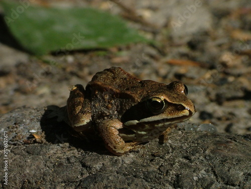 Photography Frog. Russian Federation, Moscow region, near Istra city.