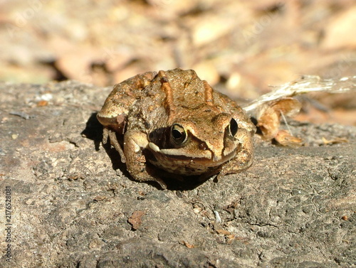 Obraz na płótnie Frog. Russian Federation, Moscow region, near Istra city.