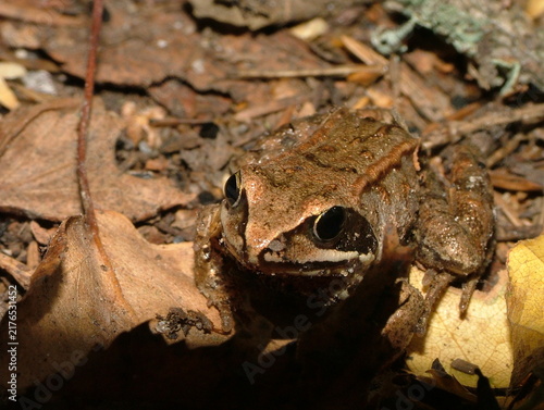 фотографія Frog. Russian Federation, Moscow region, near Istra city.
