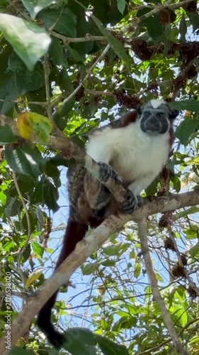 Geoffroy's Tamarin Monkey in a Tree in Panama