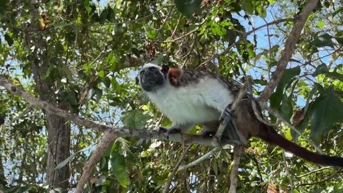Geoffroy's Tamarin Monkey in a Tree in Panama