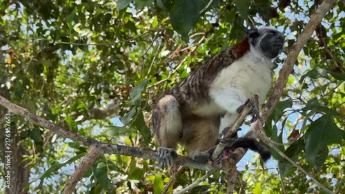 Geoffroy's Tamarin Monkey in a Tree in Panama