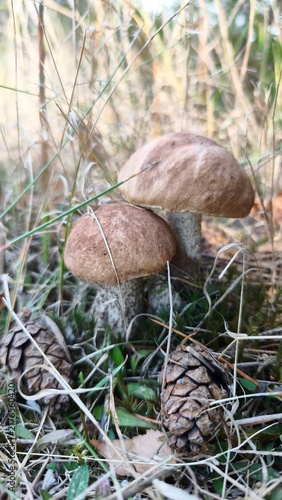 Obraz na płótnie birch bolete