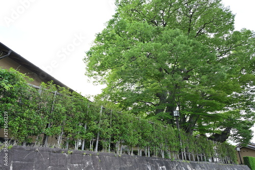 Obraz na płótnie 旧堀切邸の木造の門と続く塀（福島県福島市）