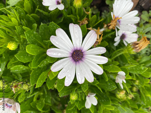 A white African daisy with a purple center and raindrops on its petals blooms among lush green leaves.
