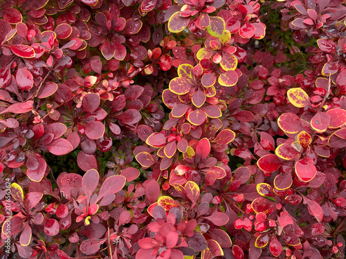 Lush barberry shrub foliage with deep red and yellow-edged leaves glistens with small water droplets after rain.