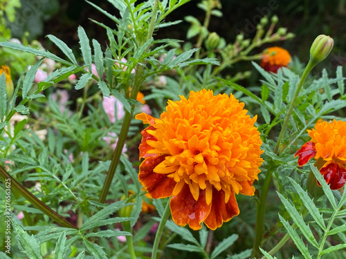 A vibrant orange and reddish-brown marigold flower blooms in a garden surrounded by green foliage.