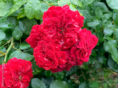 Vibrant red roses covered in glistening raindrops bloom surrounded by lush green foliage.