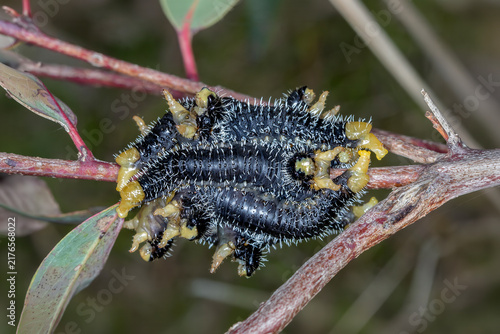 Obraz na płótnie Spitfire Sawfly Larvae Huddled Together on Eucalyptus Branch