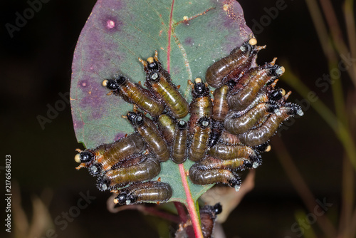 Tapety artystyczne Spitfire Sawfly Larvae Clustered on Purple Eucalyptus Leaf