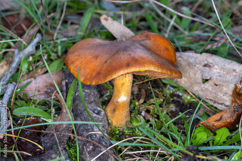 Fototapeta premium Orange Mushroom Growing Through Forest Grass