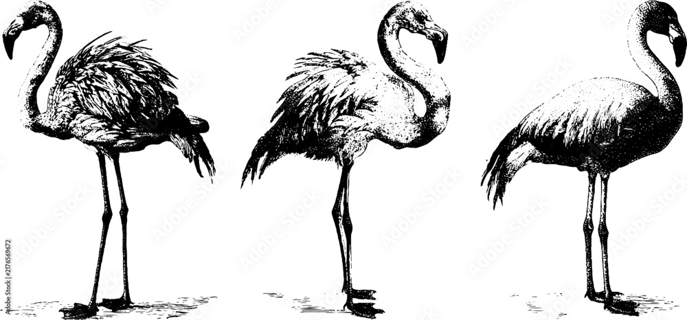 Obraz premium Set of three black and white flamingo sketches isolated on white for vintage poster and pattern design