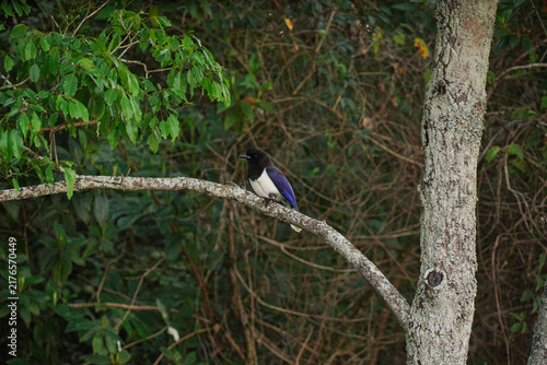 Curl-crested Jay Bird