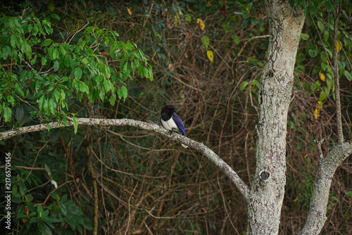 Curl-crested Jay Bird