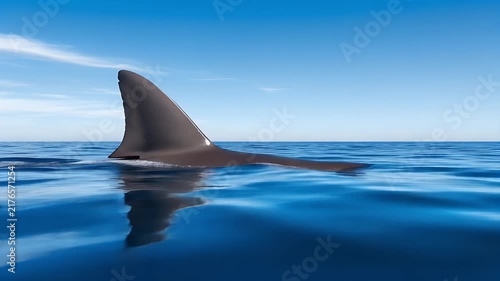 Large shark fin emerging from the deep blue ocean water on a clear sunny day capturing the powerful presence of a majestic predator hunting below