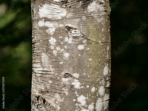 Beech bark illuminated by sunlight, in the forest 