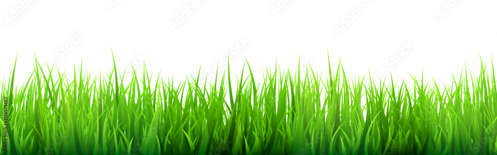 Obraz premium Meadow silhouette with green grass, plants on plain. Panoramic summer lawn landscape with herbs, various weeds. Herbal border, frame element. Black horizontal banners. Vector illustration