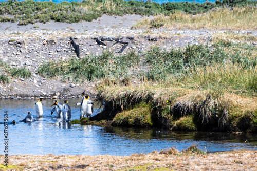 Fotografie Outdoor scene depicting a King Penguin - Aptenodytes patagonicus- colony on Tierra de Fuego, in Southern Chile