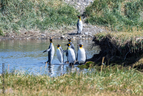 Cuadro en lienzo Outdoor scene depicting a King Penguin - Aptenodytes patagonicus- colony on Tierra de Fuego, in Southern Chile