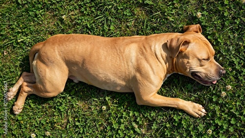 Golden Fawn American Staffordshire Terrier Happily Sleeping on Green Grass with Clover Flowers in Sunny Garden for Peaceful Pet Relaxation and Nature Concepts