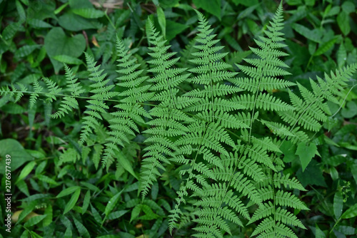 Obraz na plátne シダ植物