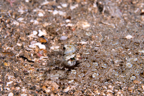 Fotografía peacock flounder, Bothus mancus, in Solomons Islands