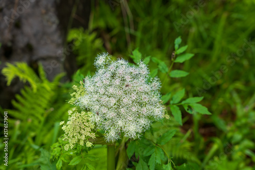 фотографія Queen Anne's lace flower head close-up with green foliage, Norway