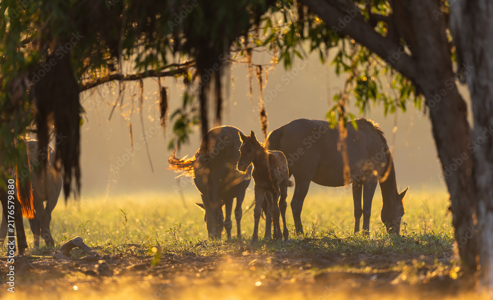 Fototapeta premium Brumbies grazing in the early morning sun around Yellow Water in Kakadu National Park, Norther Territory, Australia