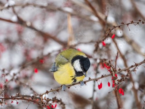фотографія Cute bird Great tit, songbird sitting on a branch without leaves in the autumn or winter