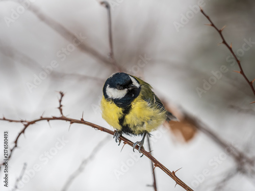 Cuadro en lienzo Cute bird Great tit, songbird sitting on a branch without leaves in the autumn or winter