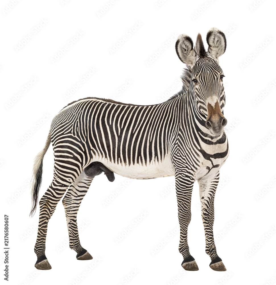 Fototapeta premium Grevy's zebra standing with black and white stripes