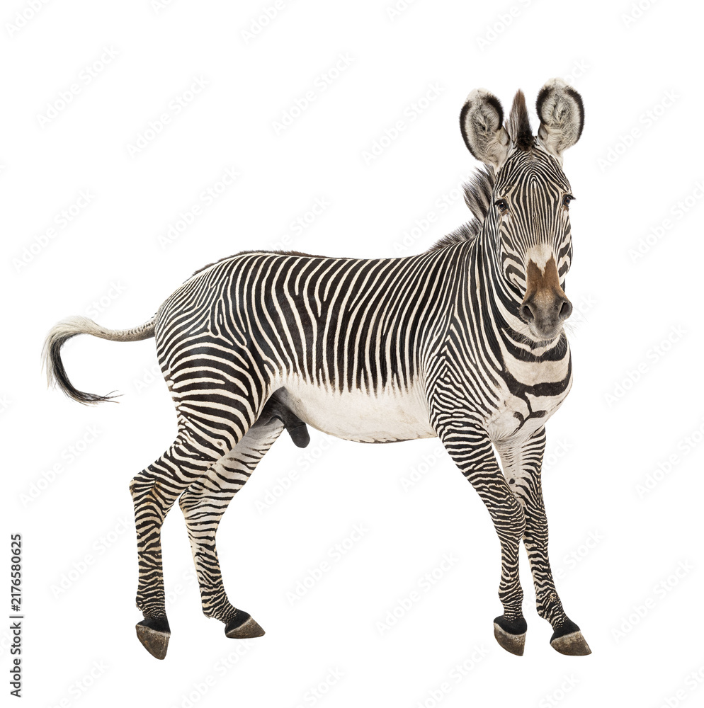 Fototapeta premium Grevy's zebra standing with characteristic stripes