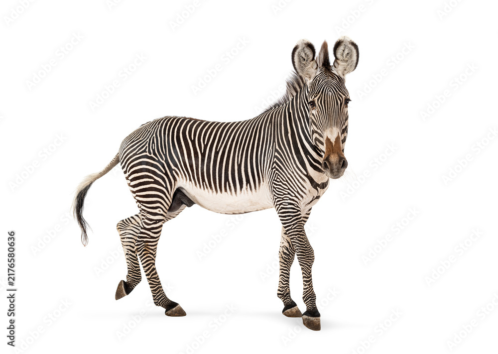 Fototapeta premium Grevy's zebra walking on white background