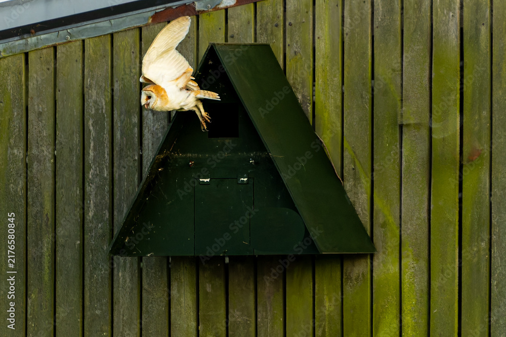 Obraz premium Barn owl or Tyto alba warily emerging from nesting box in Norfolk Broads