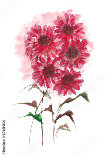Bouquet di margherite rosse, illustrazione ad acquerello a mano su sfondo bianco