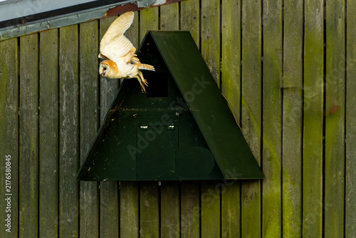 Fotografie Barn owl or Tyto alba warily emerging from nesting box in Norfolk Broads
