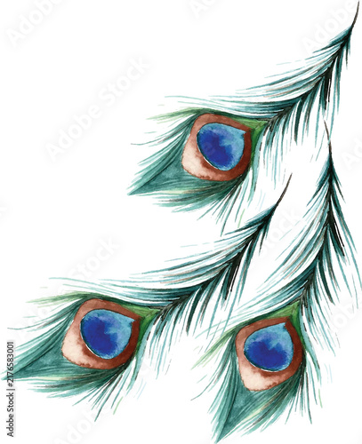 Quadro su tela Watercolor peacock feather illustration isolated on transparent background