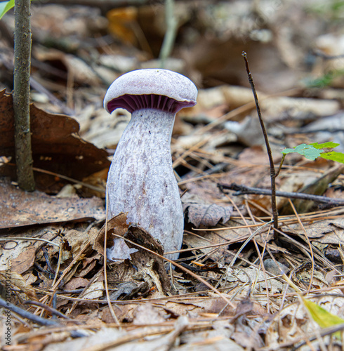 Foto Purple laccaria ochropurpurea edible delicious mushrooms fungi gills stocky fibr