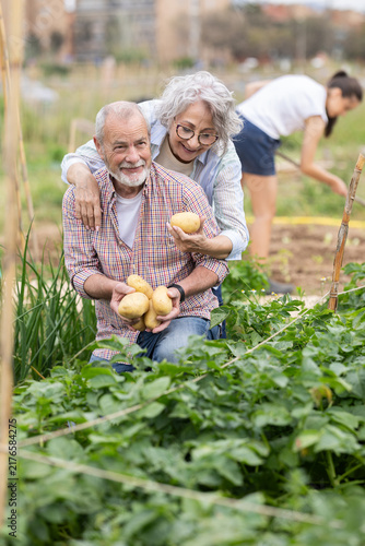 Foto Lot of potatoes barely fit in hands of senior man