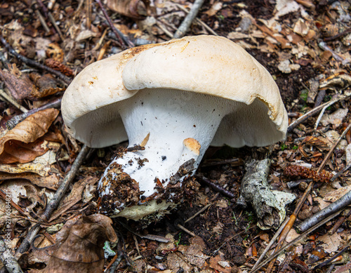 hedgehog mushroom fungus closeup