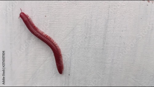 A millipede (Trigoniulus corallinus) crawling on a white wall surface; animal world, Diplopoda.