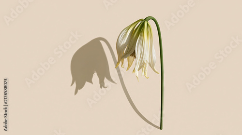 White Flower with Shadow on Beige Background